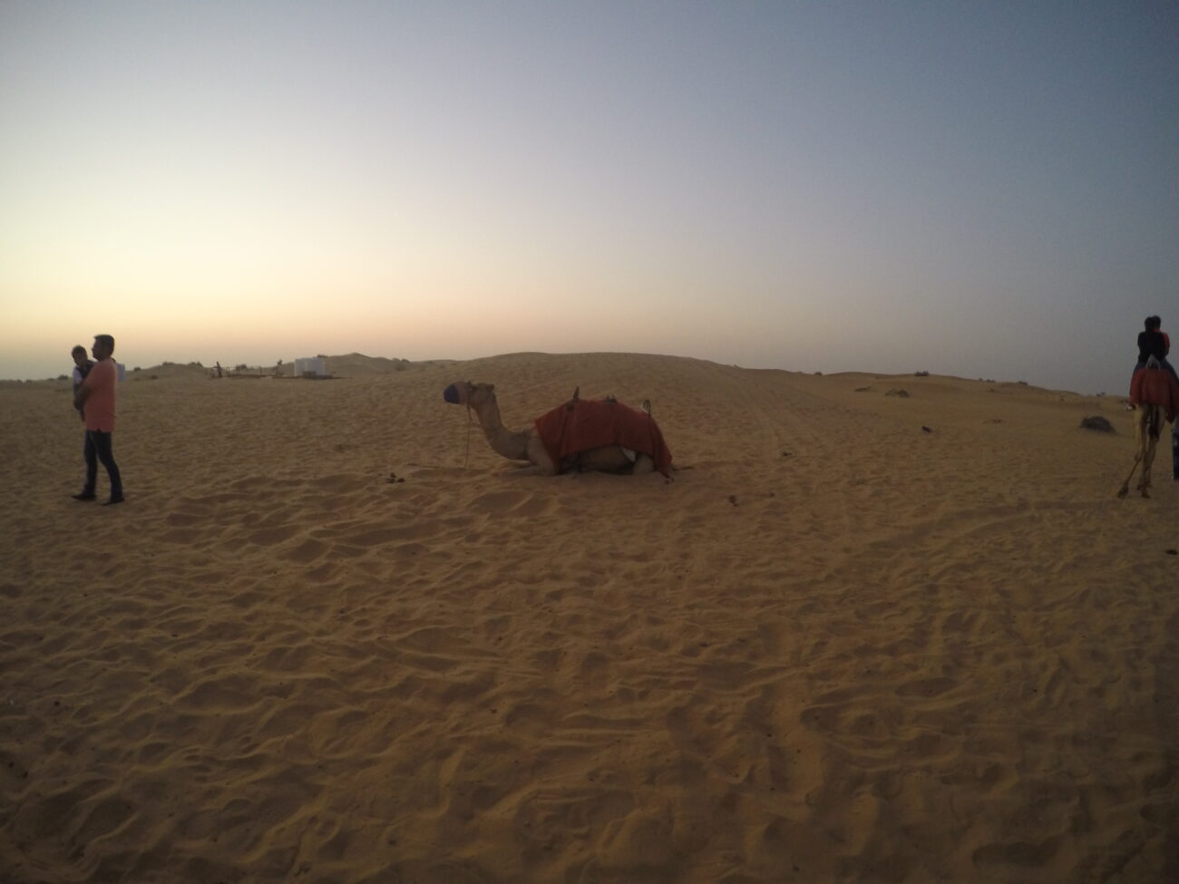 Camel in Dubai Desert