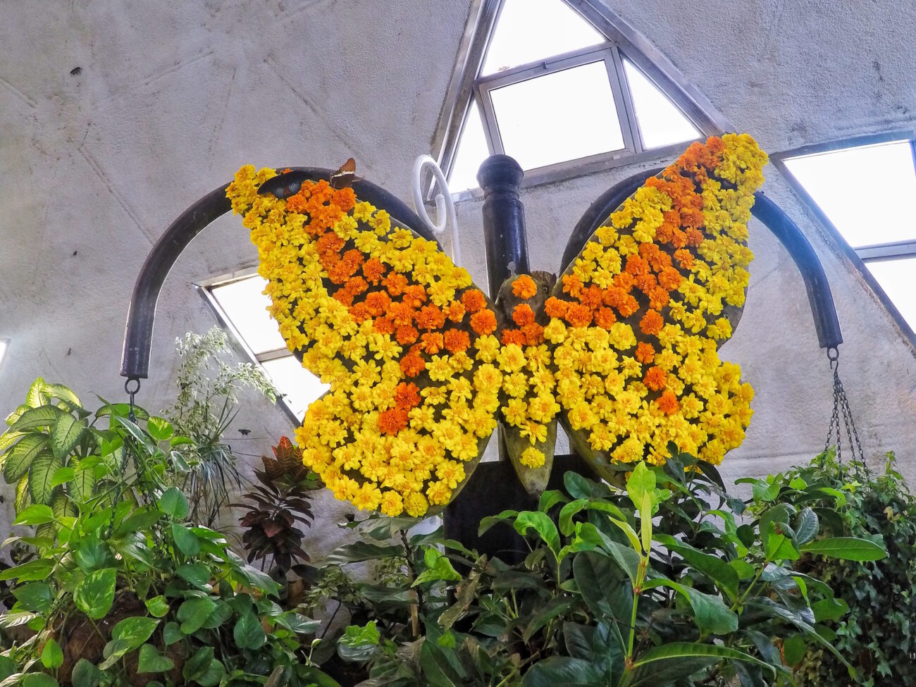Dubai Butterfly Garden | Packs Light
