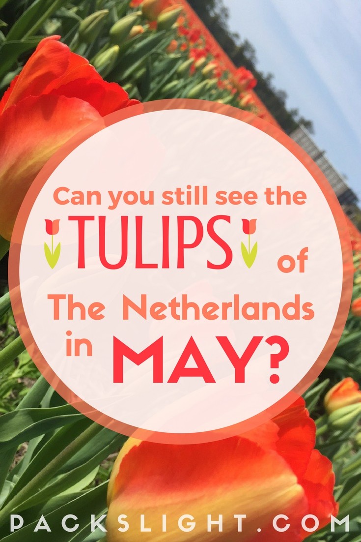 The peak season for seeing the tulip fields of Holland is mid-April. So it possible to se them in May?