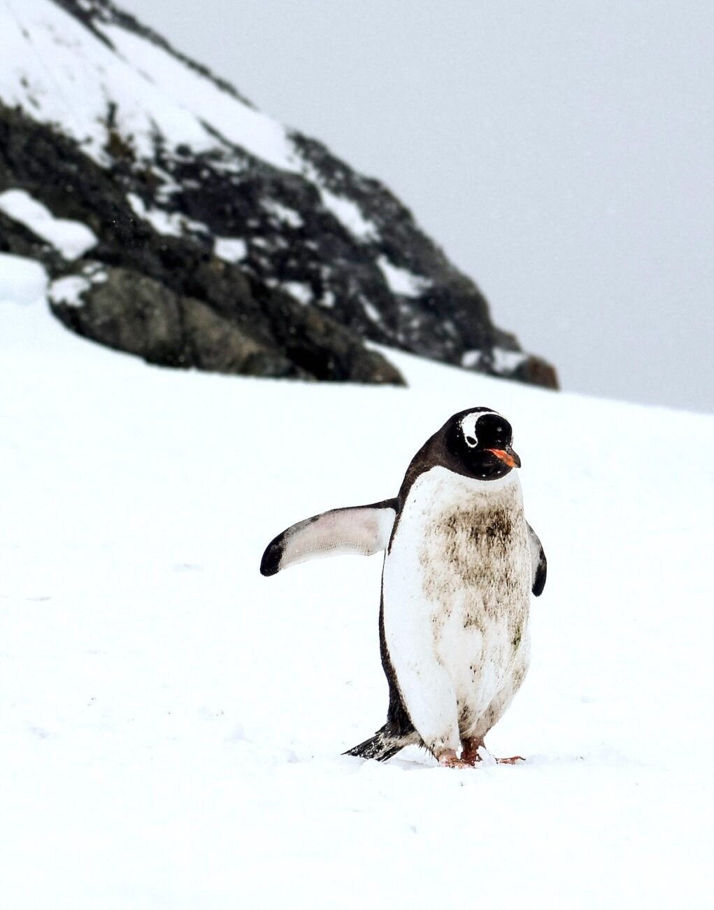 Working in Antarctica Young Travel | Packs Light