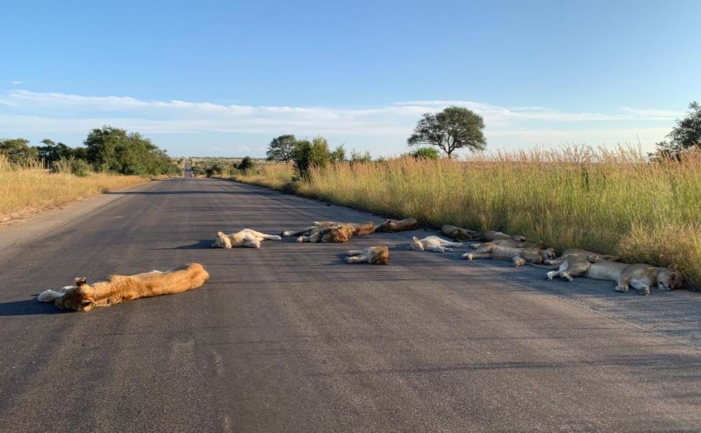 Lions Lounging in Road South Africa