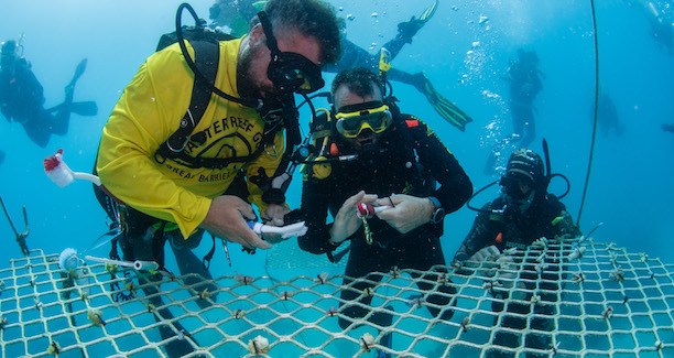 Passions-of-Paradise-Environmental-Sustainability-Coordinator-Russell-Hosp-preparing-coral-fragments-for-the-Hastings-Reef-Nursery-in-Nov-2019-Credt-TEQ-Andrew-Watson