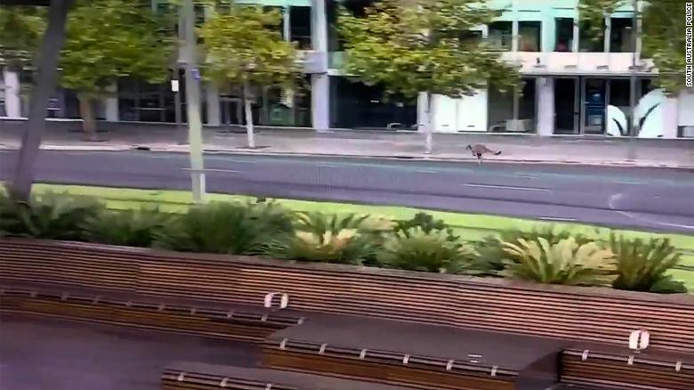 Kangaroo Hopping through Adelaide