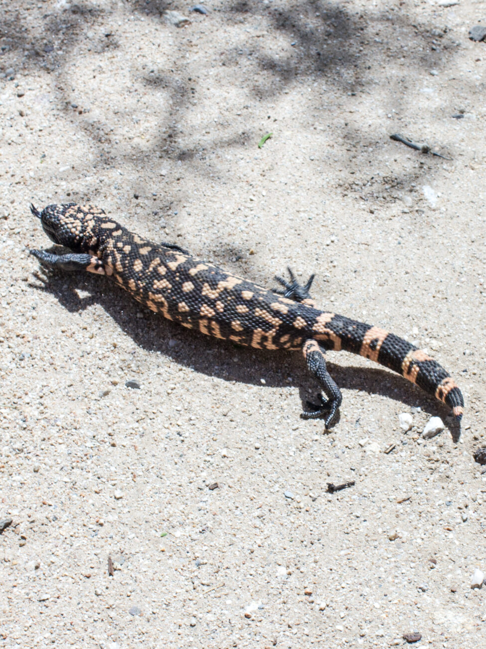 Gila Monster in Saguaro National Park