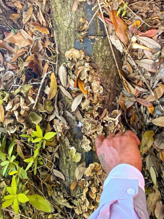 Foraging for turkey tail mushrooms in Savannah's forests